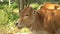 Cows have a rest in a shadow of trees. Brown cows. Pasture.