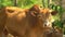 Cows have a rest in a shadow of trees. Brown cows. Pasture.