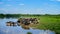 Cows having a bath in river, countryside landscape with cattle pasture