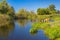 Cows having water treatment in summer Ukrainian river Merla