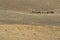 Cows and Hay Bales in Random Rural Field, Fleurieu Peninsula, SA