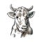 Cows head. Hand drawn in a graphic style. Vintage vector engraving illustration for info graphic, poster, web.