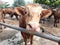 cows head profile in farm
