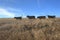 Cows heading for food in a single file line