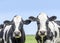 Cows heads together in front view, in a pasture, black and white, looking calm