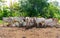 Cows, a herd of cattle resting