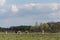 Cows in herd graze on bumpy pasture in spring