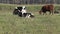 Cows herd grazing on autumn meadow