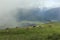 Cows herd grazing in the fog on the hill of Eggishorn, near Fiescheralp,