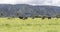 Cows herd in green meadows, near  Matheson Lake, West Coast, New Zealand