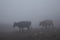 Cows herd in thick fog walking in gloomy sinister overcast on mountain slope. Highlands cattle breeding. Grey haze landscape.