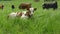 Cows herding on green gras