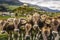 Cows herding and Idyllic Scuol Tarasp village, Engadine, Swiss Alps, Switzerland