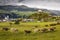 Cows herding and Idyllic Scuol Tarasp village, Engadine, Swiss Alps, Switzerland