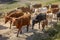 Cows herding in southern Brazil countryside