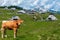 The cows and herdsmen's huts on the Big Pasture Plateau in Slovenia in the Kamnik Savinja Alps.