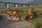 Cows and highway bridge near Ruzomberok town