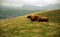 Cows in the Hills - Highland Cattle