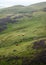 Cows in the Hills - Highland Cattle