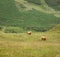 Cows in the Hills - Highland Cattle