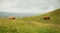 Cows in the Hills - Highland Cattle