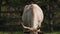 Cows with horns grazing in the field. Hungarian gray cow.