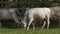 Cows with horns grazing in the field. Hungarian gray cow.