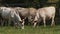 Cows with horns grazing in the field. Hungarian gray cow.