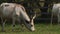 Cows with horns grazing in the field. Hungarian gray cow.