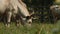 Cows with horns grazing in the field. Hungarian gray cow. Summer