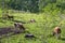 Cows and horse graze in the meadow, Village life, Altai, Russia