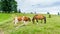 Cows and horse on a mountain meadow