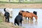 Cows and horses at the farm water hole.