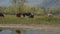 Cows and a horses grazing together with trees and mountains on the background.