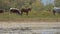 Cows and a horses grazing together with trees and mountains on the background.