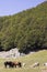 Cows and Horses Landscape Pollino meadow