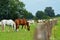 Cows and horses near a fence