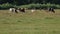 Cows and horses white, black and brown graze on field, animals eat green grass