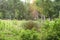 Cows in the humid meadow of the French swamp, Europe