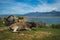 Cows on island of St. Ahileos at Lake Prespa, Greece