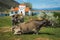 Cows on island of St. Ahileos at Lake Prespa, Greece