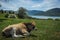 Cows on island of St. Ahileos at Lake Prespa, Greece