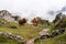 Cows in the Italian Dolomites seen on the hiking trail Col Raiser, Italy