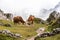 Cows in the Italian Dolomites seen on the hiking trail Col Raiser, Italy