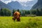 Cows on Jezersko, Slovenia