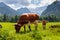 Cows on Jezersko, Slovenia