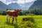 Cows on Jezersko, Slovenia