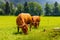 Cows on Jezersko, Slovenia