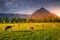 Cows and Karwendel alps at autumn sunrise, tyrol and bavarian alps border, Austria