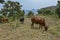 Cows at Kivu lake, Rwanda.